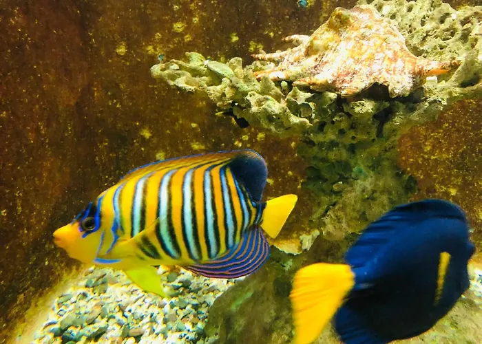 Red Sea Tiba Plaza * Hurghada
